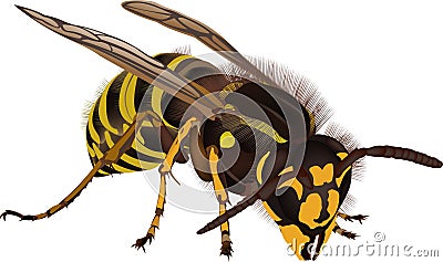 Wasp Vector Illustration