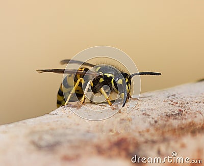 Wasp Stock Photo