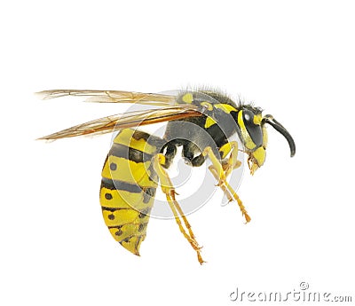 Wasp Stock Photo