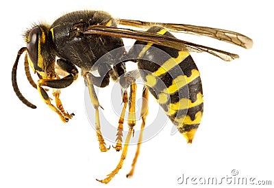 Wasp Stock Photo