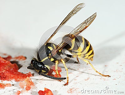 The wasp Stock Photo