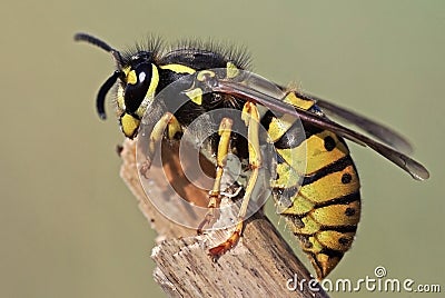 Wasp Stock Photo