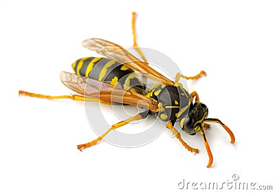 Wasp Stock Photo