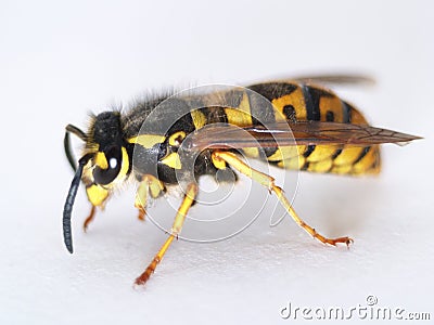 Wasp Stock Photo