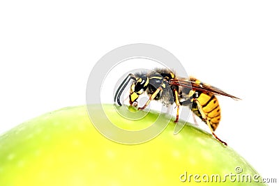 Wasp Stock Photo