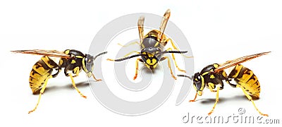 Wasp Stock Photo