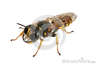 Wasp Stock Photo