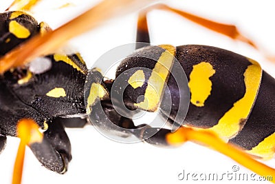 Wasp abdomen detail Stock Photo