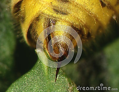 Wasp abdomen with sting Stock Photo