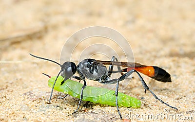 Wasp Ammophila sabulosa with prey Stock Photo