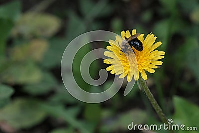 A wasp or bee collects nectar on a yellow dandelion flower. Summer. Green grass background. Small DOF. Copy space Stock Photo