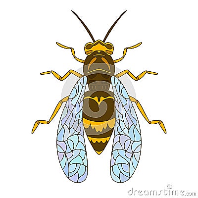 Wasp bee outline realistic. Vector graphic illustration. Summer vector illustration. Coloring book. Hand realistic drawing. Cartoon Illustration