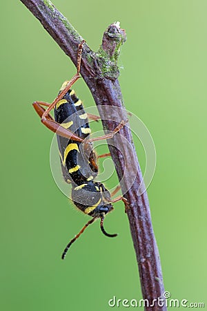 Wasp beetle - Clytus arietis Stock Photo