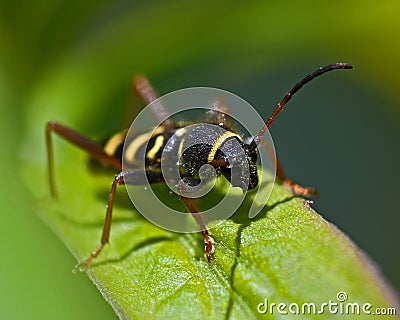 Wasp beetle, Clytus arietis Stock Photo