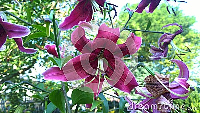 Wasp on the red pink purple lily flower Stock Photo