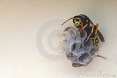 Wasp building nest. Closeup tree or paper wasp. Macro insect. Close up Stock Photo