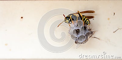 Wasp building nest. Closeup tree or paper wasp. Macro insect. Stock Photo