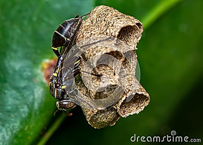 Wasp building nest on a leaf, macro photography of nature Stock Photo