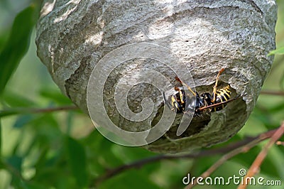 Wasp, the building worker Stock Photo