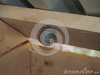 The wasp builds a spherical nest. Dangerous insect Stock Photo