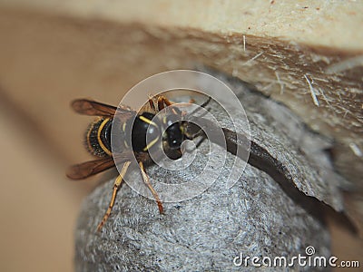 The wasp builds a spherical nest. Dangerous insect Stock Photo