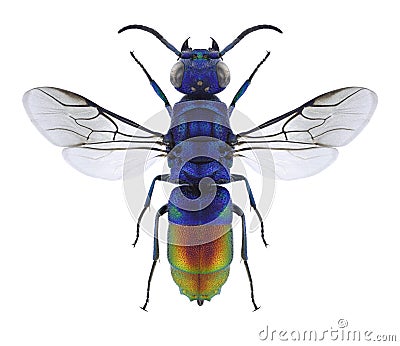 Wasp Chrysis fulgida Stock Photo