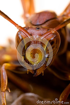 Wasp close macrophotography eyes Stock Photo