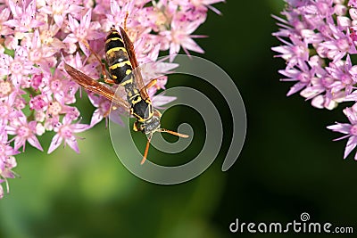 Wasp Stock Photo