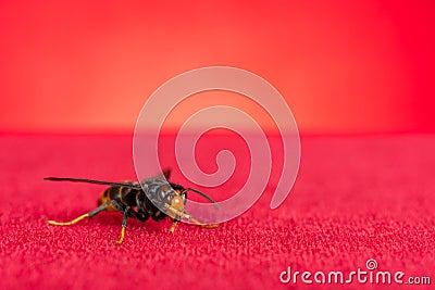 wasp close up on red Stock Photo