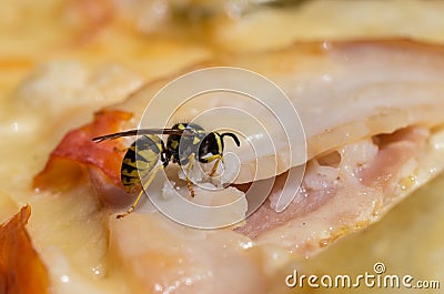 Wasp closeup eating Stock Photo