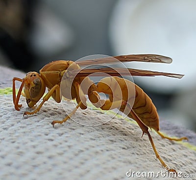 Wasp Closeup Shot Stock Photo