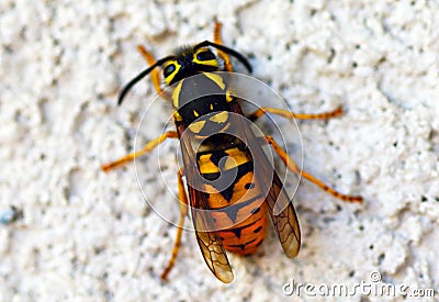 Wasp closeup Stock Photo