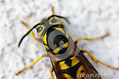 Wasp closeup Stock Photo