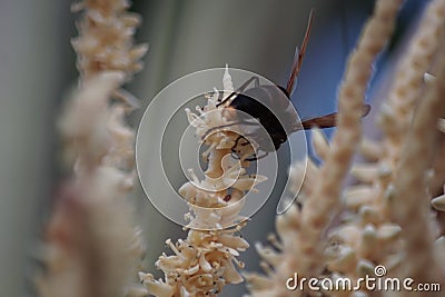 Wasp collect nectar from coconut flowers Stock Photo