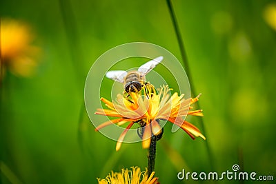 Wasp collects nectar from flower crepis alpina Stock Photo