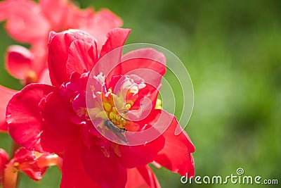 Wasp collects nectar on a red begonia flower Stock Photo