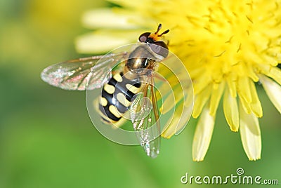 Wasp on Dandelion Stock Photo