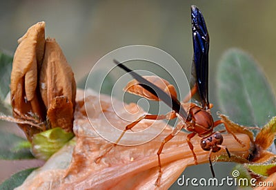 Wasp on dead azalea Stock Photo