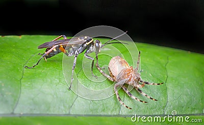 Wasp and dead spider Stock Photo