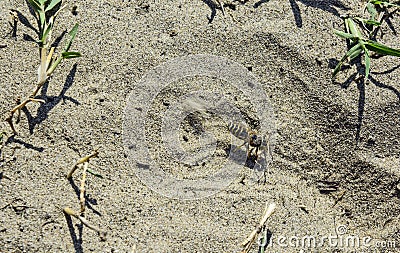 Wasp digs in the sand Stock Photo