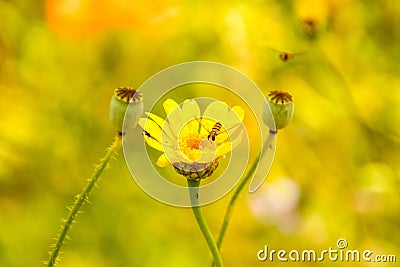 Wasp Flower Stock Photo