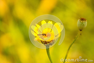 Wasp Flower Stock Photo