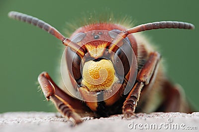 Wasp Stock Photo