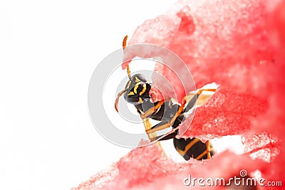 Wasp flew into the pulp of juicy watermelon Stock Photo