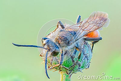 Wasp on a flower bud Stock Photo