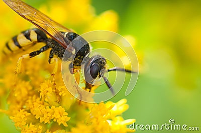 Wasp on the flower Stock Photo