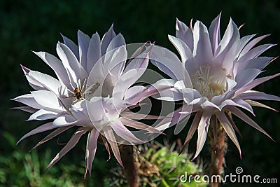 Wasp on a flower cactus Stock Photo