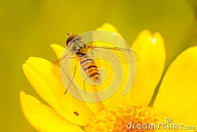 Wasp Flower Stock Photo