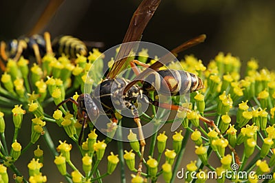 Wasp on Flower Stock Photo