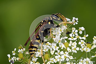 Wasp on flower Stock Photo